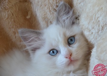 Iankee - chaton ragdoll blue bicolour - 10 semaines - Chatterie Ragdolls du Val de Beauvoir